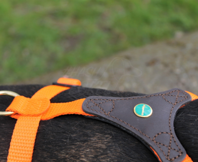 FOLLOW START TECKEL TUIG | BRUIN / ORANJE | NIGGELOH 