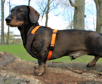 FOLLOW START TECKEL TUIG | BRUIN / ORANJE | NIGGELOH