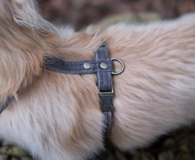 DACHSHUND H-HARNESS | LEATHER CHOCOLATE BROWN | HASHTECKEL