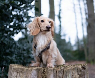 DACHSHUND H-HARNESS | LEATHER CHOCOLATE BROWN | HASHTECKEL