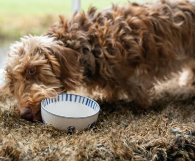 NHAAN DACHSHUND BOWL | DELFTS BLUE