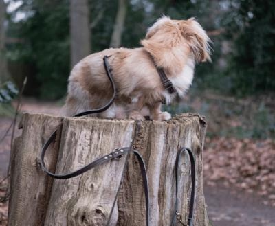 DACHSHUND H-HARNESS | LEATHER CHOCOLATE BROWN | HASHTECKEL