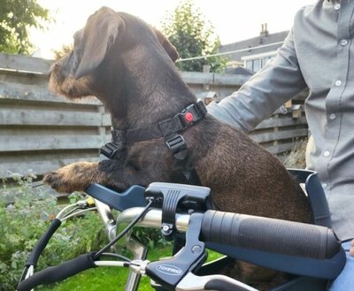 BUDDYRIDER | DACHSHUND BICYCLE PET SEAT 