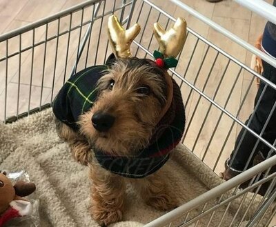 HONDEN KERST DIADEEM | RENDIER