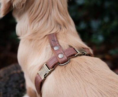 DACHSHUND H-HARNESS | LEATHER COGNAC | HASHTECKEL 