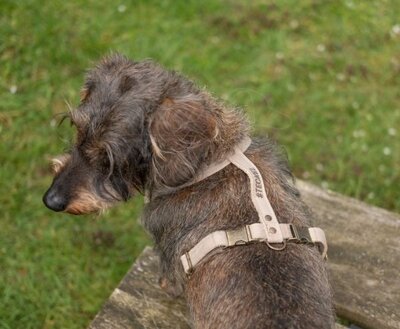 DACHSHUND H-HARNESS | LEATHER BEIGE | HASHTECKEL