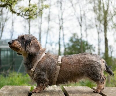 DACHSHUND H-HARNESS | LEATHER BEIGE | HASHTECKEL