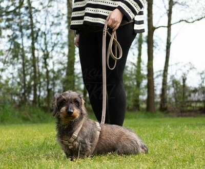 DACHSHUND H-HARNESS | LEATHER BEIGE | HASHTECKEL