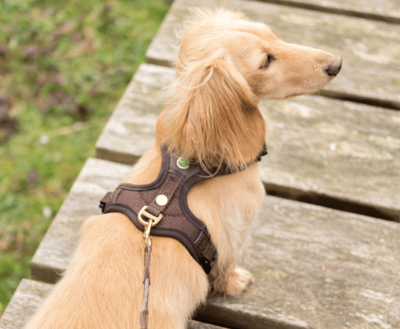 DACHSHUND Y-HARNESS | FOLLOW LIGHT | NIGGELOH