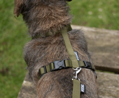 DACHSHUND H-HARNESS | BASIC ARMY GREEN | HASHTECKEL 