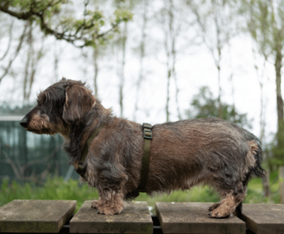 DACHSHUND H-HARNESS | BASIC ARMY GREEN | HASHTECKEL 