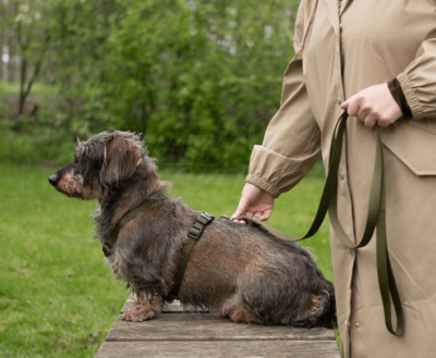 DACHSHUND H-HARNESS | BASIC ARMY GREEN | HASHTECKEL 