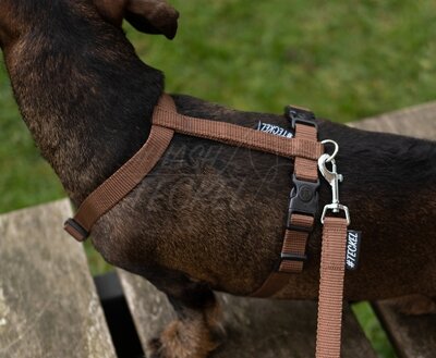 DACHSHUND H-HARNESS | BASIC BROWN | HASHTECKEL