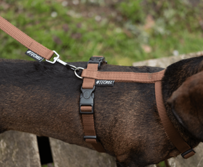 DACHSHUND H-HARNESS | BASIC BROWN | HASHTECKEL