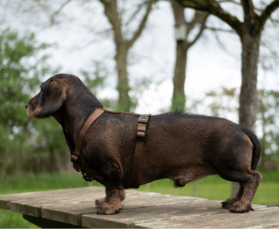 DACHSHUND H-HARNESS | BASIC BROWN | HASHTECKEL