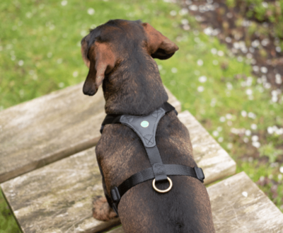 DACHSHUND Y-HARNESS | FOLLOW START BLACK | NIGGELOH 