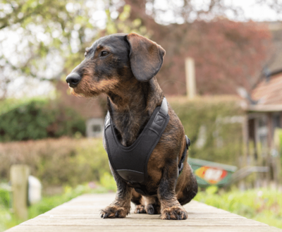 DACHSHUND Y-HARNESS | FOLLOW START BLACK | NIGGELOH 