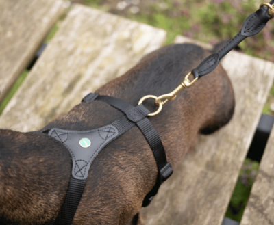 DACHSHUND Y-HARNESS | FOLLOW START BLACK | NIGGELOH 