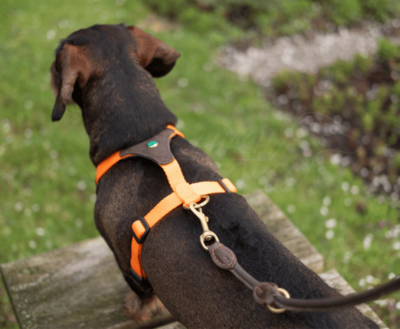 DACHSHUND Y-HARNESS | FOLLOW START ORANGE | NIGGELOH 