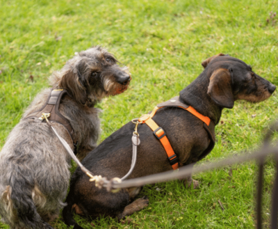 DACHSHUND Y-HARNESS | FOLLOW START ORANGE | NIGGELOH 