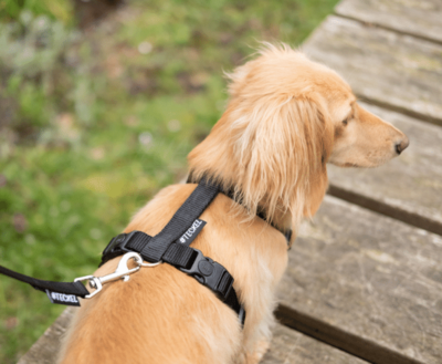 DACHSHUND H-HARNESS | BASIC BLACK | HASHTECKEL