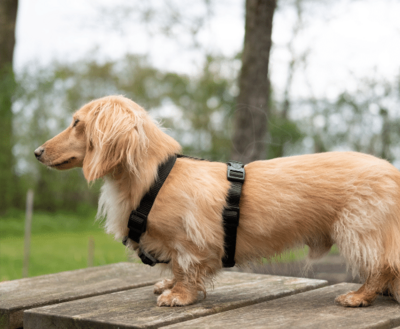 DACHSHUND H-HARNESS | BASIC BLACK | HASHTECKEL