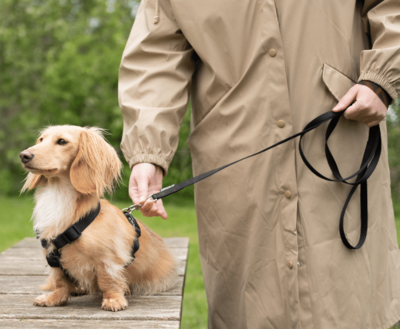 DACHSHUND H-HARNESS | BASIC BLACK | HASHTECKEL