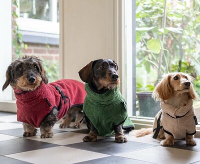 DACHSHUND BATHROBE | BURGUNDY