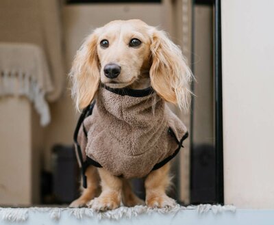 DACHSHUND BATHROBE | COFFEE