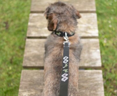 DACHSHUND COLLAR | LEATHER | BLACK SILVER