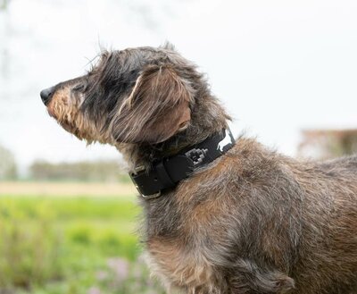 DACHSHUND COLLAR | LEATHER | BLACK SILVER