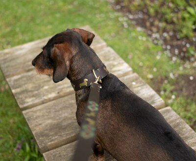 DACHSHUND COLLAR | LEATHER | BROWN GOLD