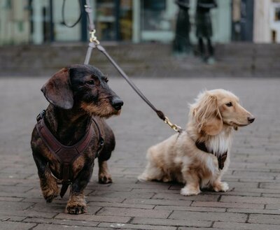 KOPPELSTUK | RONDGENAAID LEER | BRUIN MESSING