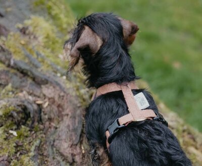 TECKEL PUPPY H-TUIG | HENNEP | BRUIN
