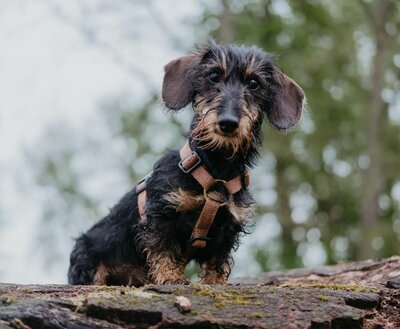 TECKEL PUPPY H-TUIG | HENNEP | BRUIN