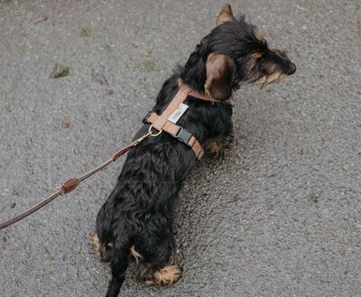 TECKEL PUPPY H-TUIG | HENNEP | BRUIN