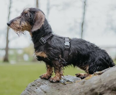 TECKEL PUPPY H-TUIG | HENNEP | ZWART