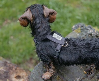 TECKEL PUPPY H-TUIG | HENNEP | ZWART
