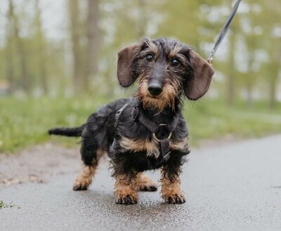 TECKEL PUPPY H-TUIG | HENNEP | ZWART