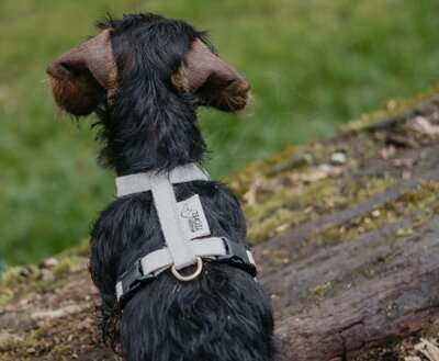 TECKEL PUPPY H-TUIG | HENNEP | CRÈME