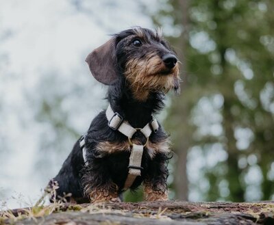 TECKEL PUPPY H-TUIG | HENNEP | CRÈME