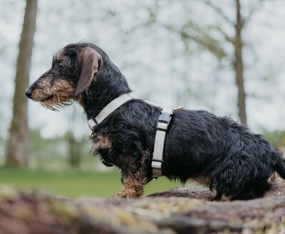 TECKEL PUPPY H-TUIG | HENNEP | CRÈME