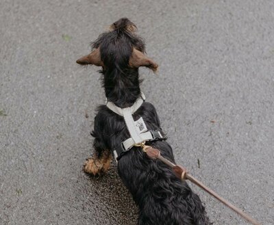 TECKEL PUPPY H-TUIG | HENNEP | CRÈME