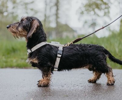 TECKEL PUPPY H-TUIG | HENNEP | CRÈME