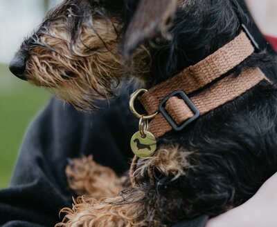 TECKEL PUPPY BEGINSET | HENNEP | BRUIN