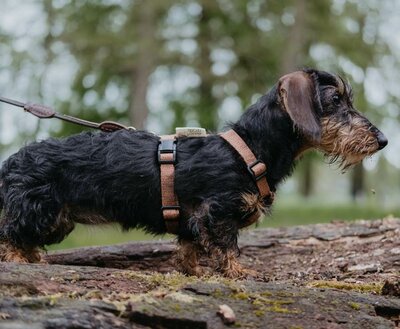 TECKEL PUPPY BEGINSET | HENNEP | BRUIN
