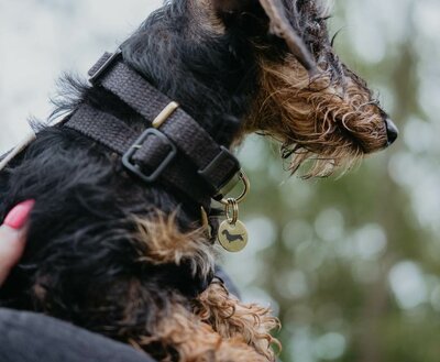 TECKEL PUPPY BEGINSET | HENNEP | ZWART
