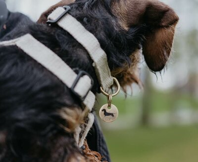TECKEL PUPPY BEGINSET | HENNEP | CRÈME