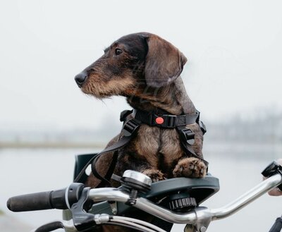 BUDDYRIDER | TECKEL FIETSMAND