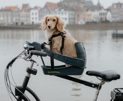 BUDDYRIDER | TECKEL FIETSMAND